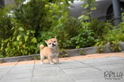 Rolly Teacup Puppies (SOLD to Kyu) Yuki - Shiba Inu. F.