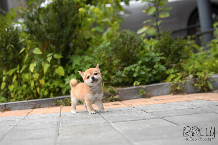 Rolly Teacup Puppies (SOLD to Kyu) Yuki - Shiba Inu. F.