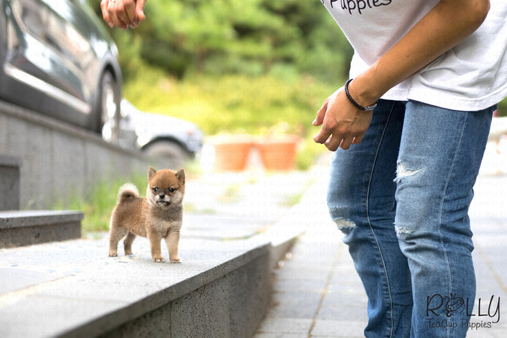 Rolly Teacup Puppies (Purchased by Dany O) Yuki - Shiba. F.