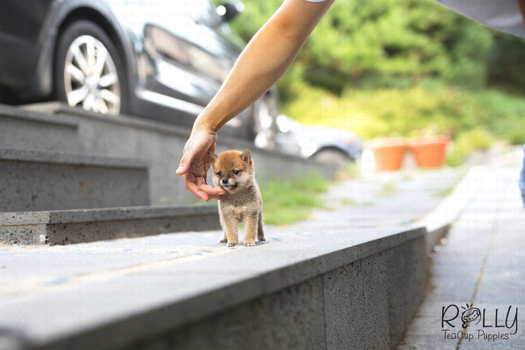 Rolly Teacup Puppies (Purchased by Dany O) Yuki - Shiba. F.