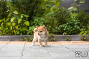 Rolly Teacup Puppies (SOLD to Kyu) Yuki - Shiba Inu. F.