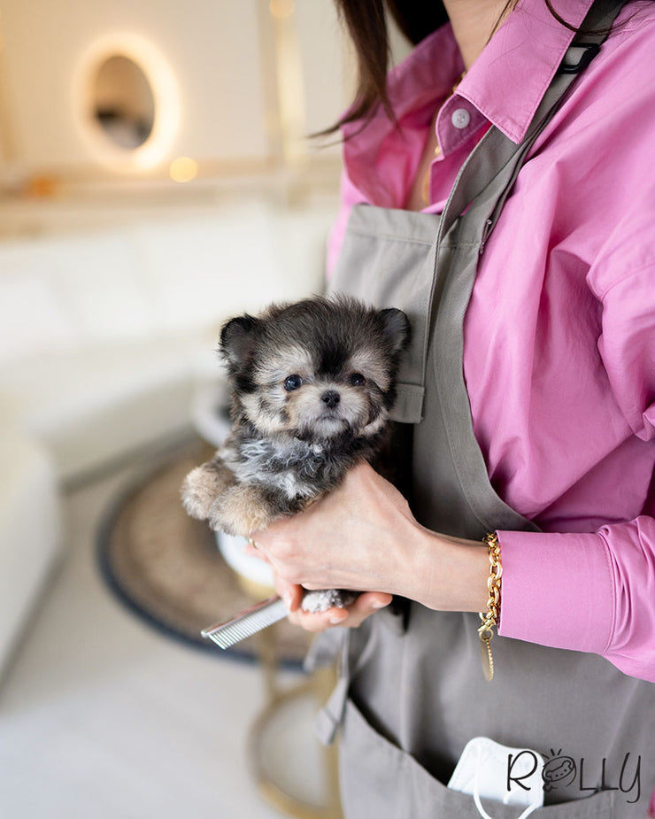 Rolly Teacup Puppies ZICO - MALE (PURCHASED by GILAS).