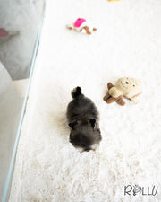 Rolly Teacup Puppies ZICO - MALE (PURCHASED by GILAS).