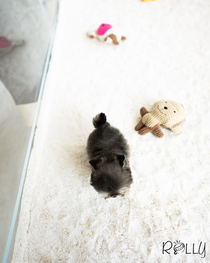 Rolly Teacup Puppies ZICO - MALE (PURCHASED by GILAS).