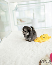 Rolly Teacup Puppies ZICO - MALE (PURCHASED by GILAS).