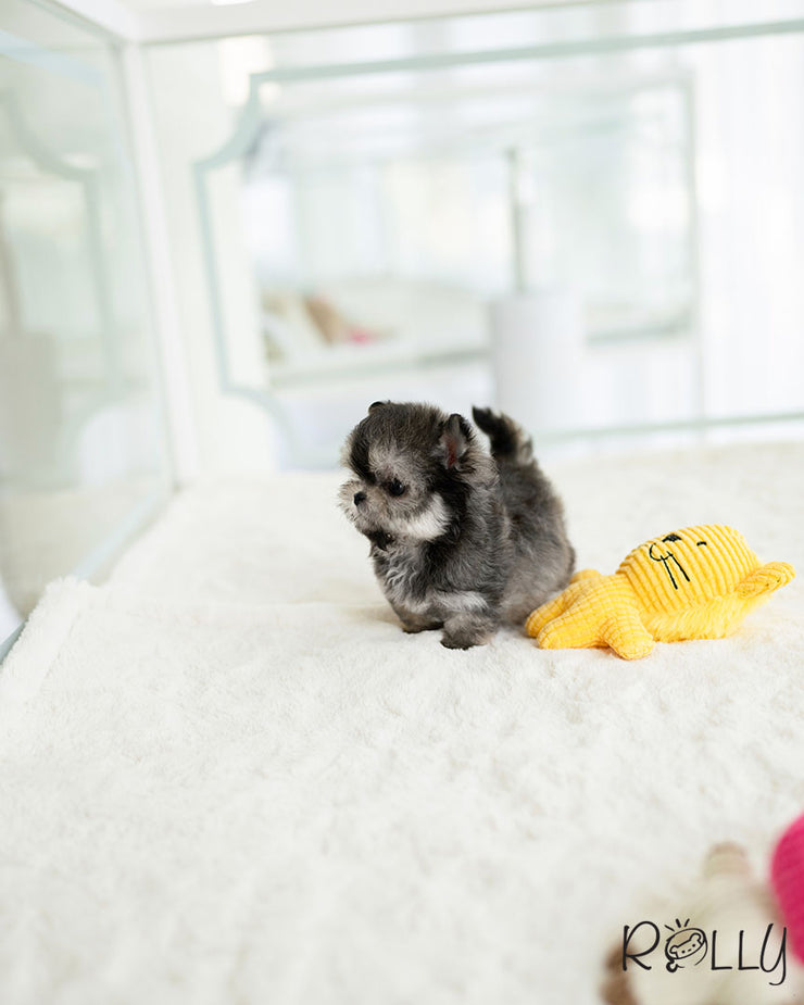 Rolly Teacup Puppies ZICO - MALE (PURCHASED by GILAS).