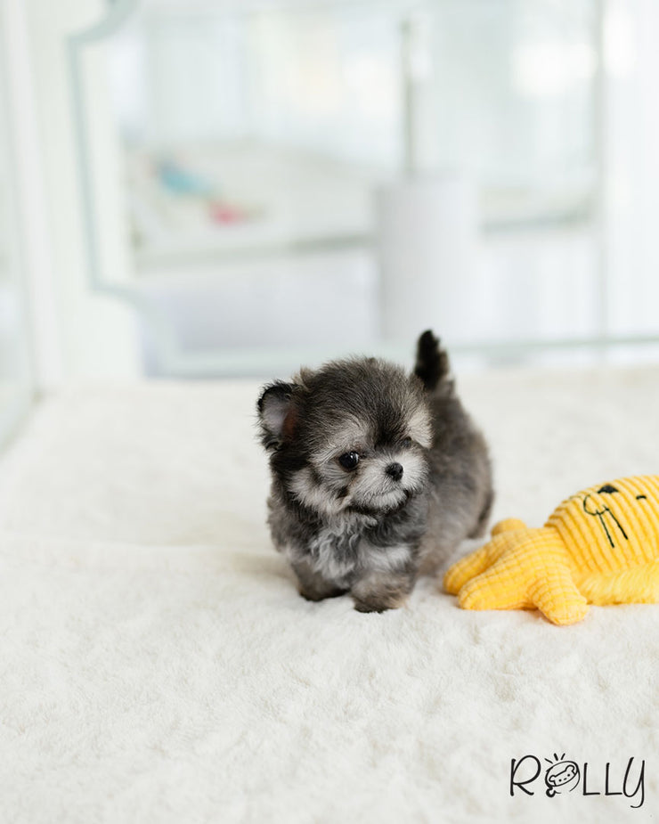 Rolly Teacup Puppies ZICO - MALE (PURCHASED by GILAS).