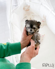 Rolly Teacup Puppies ZICO - MALE (PURCHASED by GILAS).