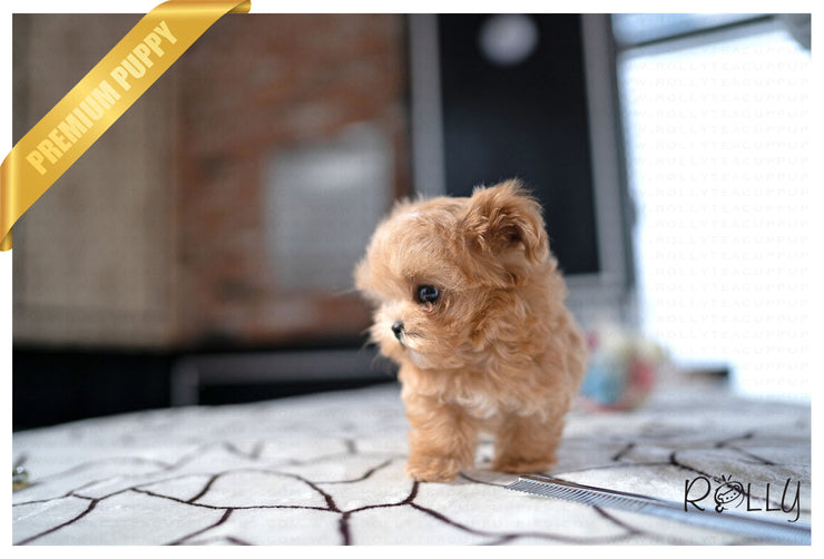 Rolly Teacup Puppies ZOEY - MALE (PURCHASED by NATALIE).