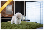 Rolly Teacup Puppies (Purchased by Pham) ZEUS - Pomeranian. M.