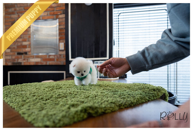 Rolly Teacup Puppies (Purchased by Pham) ZEUS - Pomeranian. M.