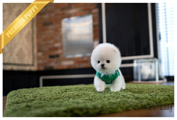 Rolly Teacup Puppies (Purchased by Pham) ZEUS - Pomeranian. M.