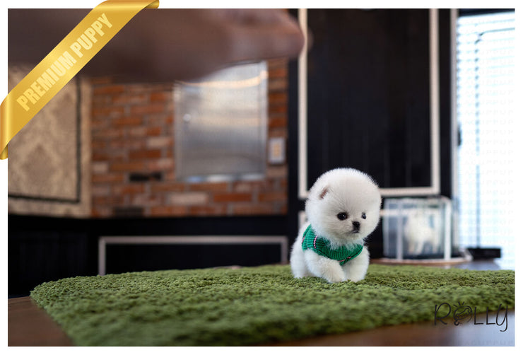 Rolly Teacup Puppies (Purchased by Pham) ZEUS - Pomeranian. M.