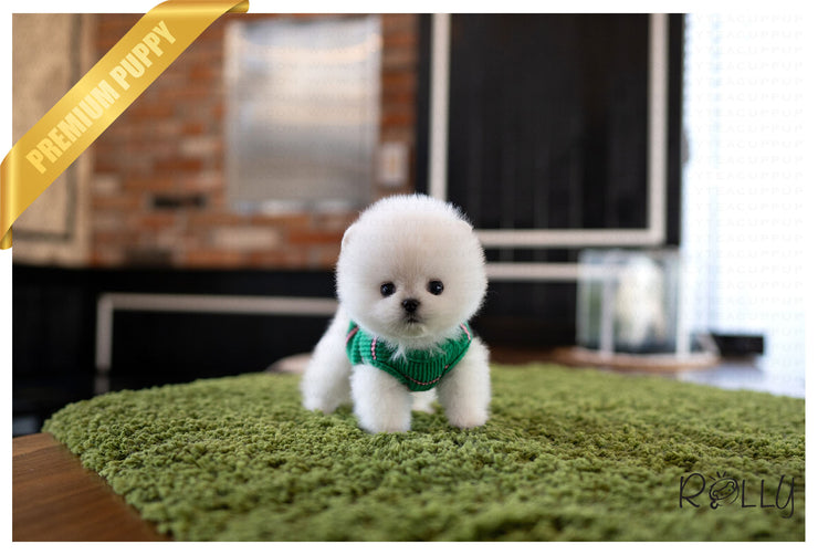 Rolly Teacup Puppies (Purchased by Pham) ZEUS - Pomeranian. M.