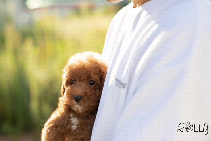 Rolly Teacup Puppies (Purchased by Baena) Zoey - Doodle. M.