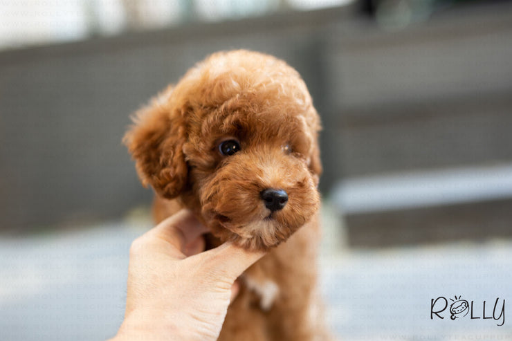 Rolly Teacup Puppies (Purchased by Baena) Zoey - Doodle. M.