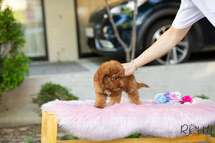 Rolly Teacup Puppies (Purchased by Baena) Zoey - Doodle. M.