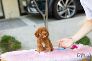 Rolly Teacup Puppies (Purchased by Baena) Zoey - Doodle. M.