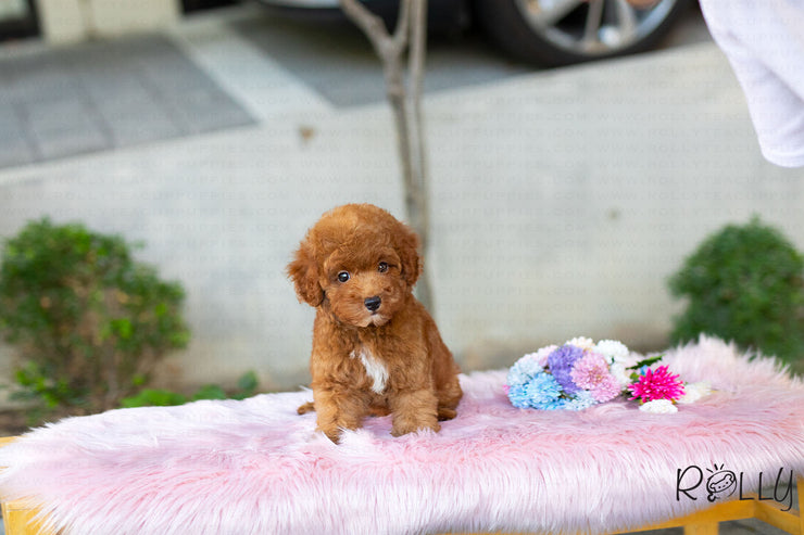 Rolly Teacup Puppies (Purchased by Baena) Zoey - Doodle. M.
