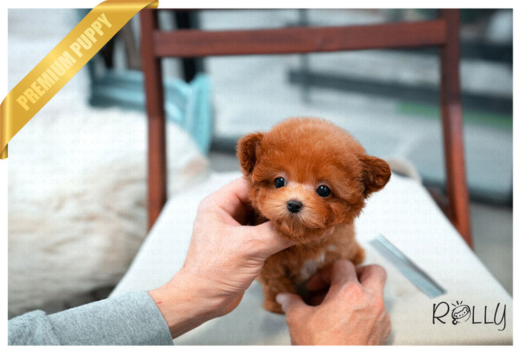Rolly Teacup Puppies (PURCHASED by Ciammaruconi) Zoey - Poodle. F.