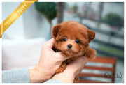 Rolly Teacup Puppies (PURCHASED by Ciammaruconi) Zoey - Poodle. F.