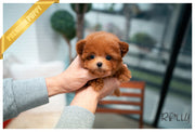 Rolly Teacup Puppies (PURCHASED by Ciammaruconi) Zoey - Poodle. F.
