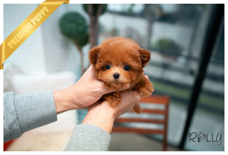Rolly Teacup Puppies (PURCHASED by Ciammaruconi) Zoey - Poodle. F.