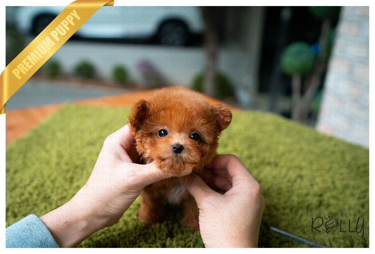 Rolly Teacup Puppies (PURCHASED by Ciammaruconi) Zoey - Poodle. F.