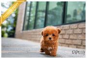 Rolly Teacup Puppies (PURCHASED by Ciammaruconi) Zoey - Poodle. F.