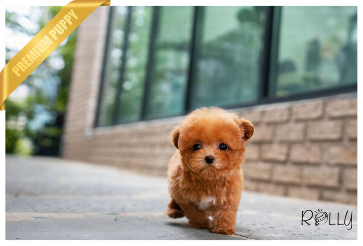 Rolly Teacup Puppies (PURCHASED by Ciammaruconi) Zoey - Poodle. F.