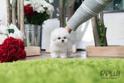 Rolly Teacup Puppies (SOLD to Thompson) Skylar - Bichon. M.
