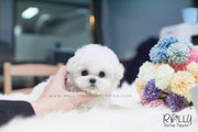 Rolly Teacup Puppies (SOLD to Thompson) Skylar - Bichon. M.