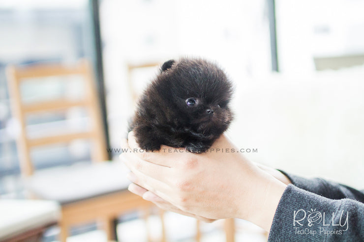 Rolly Teacup Puppies Onyx - Pomeranian. M.