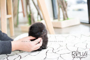 Rolly Teacup Puppies Onyx - Pomeranian. M.