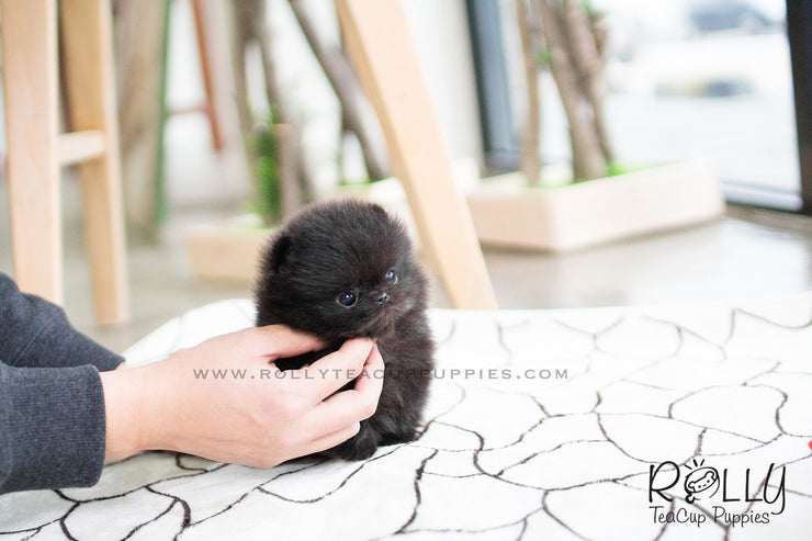 Rolly Teacup Puppies Onyx - Pomeranian. M.