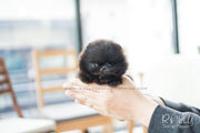 Rolly Teacup Puppies Onyx - Pomeranian. M.