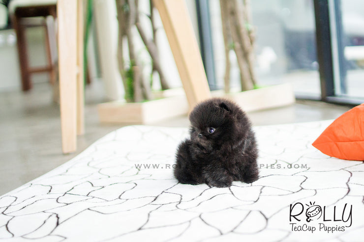 Rolly Teacup Puppies Onyx - Pomeranian. M.
