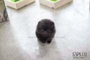 Rolly Teacup Puppies Onyx - Pomeranian. M.