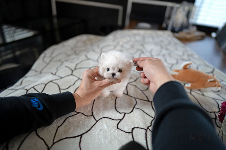 Rolly Teacup Puppies BRUCE - MALE (PURCHASED by ARGALL).