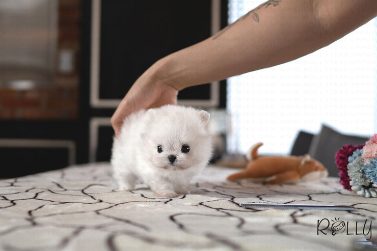 Rolly Teacup Puppies BRUCE - MALE (PURCHASED by ARGALL).