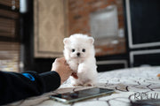 Rolly Teacup Puppies BRUCE - MALE (PURCHASED by ARGALL).