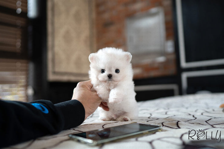 Rolly Teacup Puppies BRUCE - MALE (PURCHASED by ARGALL).