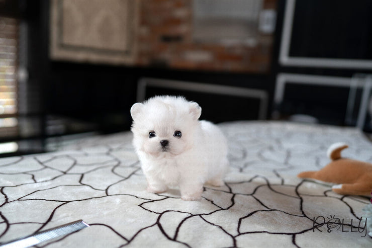 Rolly Teacup Puppies BRUCE - MALE (PURCHASED by ARGALL).