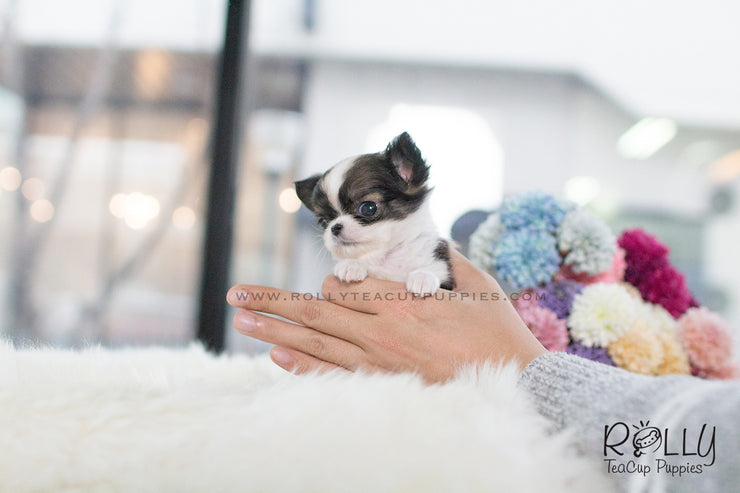 Rolly Teacup Puppies (SOLD to Simmon) CoCo - Long Hair Chihuahua. F.