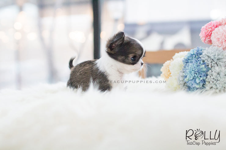 Rolly Teacup Puppies (SOLD to Simmon) CoCo - Long Hair Chihuahua. F.