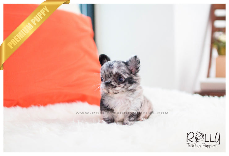 Rolly Teacup Puppies (SOLD To García) Elena - Chihuahua. F.