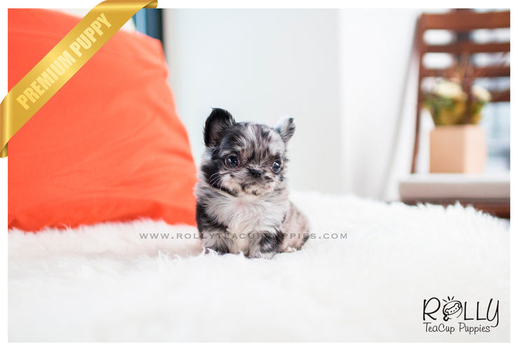 Rolly Teacup Puppies (SOLD To García) Elena - Chihuahua. F.