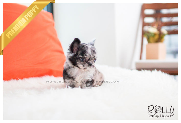 Rolly Teacup Puppies (SOLD To García) Elena - Chihuahua. F.