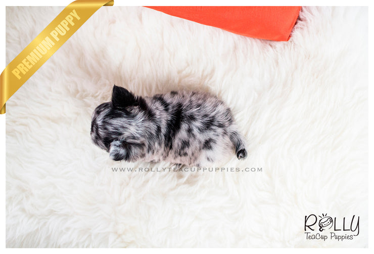 Rolly Teacup Puppies (SOLD To García) Elena - Chihuahua. F.