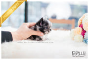Rolly Teacup Puppies (SOLD To García) Elena - Chihuahua. F.